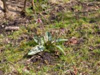 Erythronium dens-canis Djungelparken, Bunkeflostrand, Malmö, Skåne, Sweden 20180419_0001