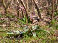 Erythronium dens-canis Djungelparken, Bunkeflostrand, Malmö, Skåne, Sweden 20180419_0002