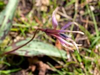 Erythronium dens-canis Djungelparken, Bunkeflostrand, Malmö, Skåne, Sweden 20180419_0007