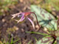 Erythronium dens-canis Djungelparken, Bunkeflostrand, Malmö, Skåne, Sweden 20180419_0009