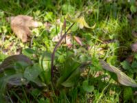 Erythronium tuolumnense Djungelparken, Bunkeflostrand, Malmö, Skåne, Sweden 20200419_0044