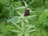 Fritillaria affinis Anchor Point, Homer, Alaska, USA 20140617_1602