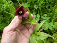 Fritillaria affinis Anchor Point, Homer, Alaska, USA 20140617_1607