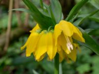 Fritillaria imperialis Hasseldal, Stenshuvud, Simrishamn, Skåne, Sweden 20190501_0055