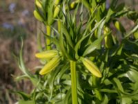 Fritillaria imperialis Karlevi norra, Mörbylånga, Öland, Sweden 20160409_0115