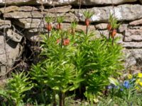 Fritillaria imperialis Kolstad, Mörbylånga, Öland, Sweden 20160409_0257