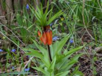 Fritillaria imperialis Scoutstugan, Bunkeflo strandängar, Malmö, Skåne, Sweden 20170413_0101