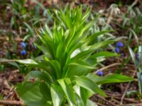 Fritillaria imperialis Sege by, Burlöv, Skåne, Sweden 20190323_0008