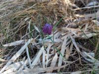 Fritillaria meleagris Djungelparken, Bunkeflostrand, Malmö, Skåne, Sweden 20160424_0007