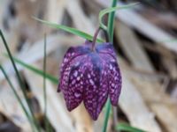 Fritillaria meleagris Djungelparken, Bunkeflostrand, Malmö, Skåne, Sweden 20160424_0011