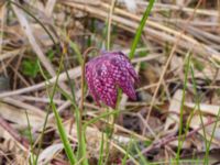 Fritillaria meleagris Djungelparken, Bunkeflostrand, Malmö, Skåne, Sweden 20230430_0178