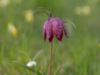 Fritillaria meleagris Jägersro villastad, Malmö, Skåne, Sweden 20150428_0096