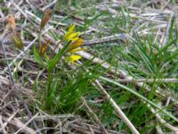 Gagea glacialis Kobi, Stepantsminda, Mtskheta-Mtianeti, Georgia 20180423_3535