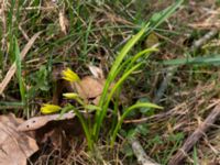 Gagea lutea Alunbruket, Andrarum, Tomelilla, Skåne, Sweden 20170401_0060