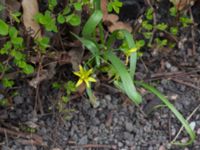 Gagea lutea Glostorps kyrka, Malmö, Skåne, Sweden 20170410_0006