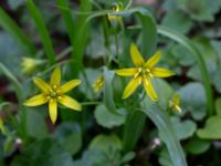 Gagea lutea Limhamns kyrkogård, Malmö, Skåne, Sweden 20190322_0006