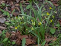 Gagea lutea Lockarps kyrka, Malmö, Skåne, Sweden 20170410_0007