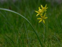 Gagea lutea Lockarps kyrka, Malmö, Skåne, Sweden 20170410_0009