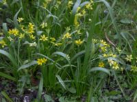 Gagea lutea Lockarps kyrka, Malmö, Skåne, Sweden 20170410_0011