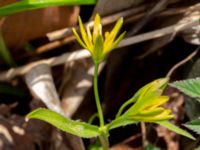 Gagea lutea Oscarshemsparken, Lund, Skåne, Sweden 20180410_0022