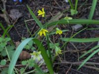 Gagea lutea Scoutstugan, Bunkeflo strandängar, Malmö, Skåne, Sweden 20170413_0103