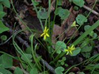 Gagea lutea Scoutstugan, Bunkeflo strandängar, Malmö, Skåne, Sweden 20170413_0107