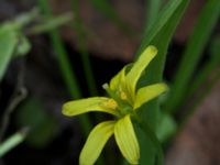 Gagea lutea Scoutstugan, Bunkeflo strandängar, Malmö, Skåne, Sweden 20170413_0108