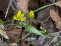 Gagea lutea St Pauli kyrkogård, Malmö, Skåne, Sweden 20170410_0059