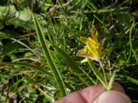 Gagea lutea Tygelsjö kyrka, Malmö, Skåne, Sweden 20170326_0008