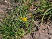 Gagea pomeranica Hammars backar, Ystad, Skåne, Sweden 20190417_0040