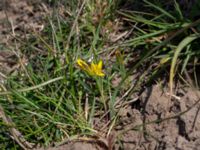 Gagea pomeranica Hammars backar, Ystad, Skåne, Sweden 20190417_0042