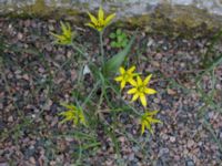 Gagea villosa Glostorps kyrka, Malmö, Skåne, Sweden 20170410_0002