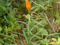 Lilium bulbiferum var. croceum Österleden-Notvägen, Nybrostrand, Ystad, Skåne, Sweden 20180620_0070