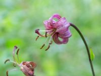 Lilium martagon Botaniska trädgården, Lund, Skåne, Sweden 20180626_0018