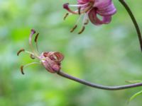 Lilium martagon Botaniska trädgården, Lund, Skåne, Sweden 20180626_0019