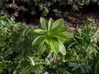 Lilium martagon Gamla kyrkogården, Malmö, Skåne, Sweden 20170422_0003