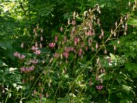 Lilium martagon Helgonavägen 2, Lund, Skåne, Sweden 20190629_0037