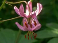 Lilium martagon Helgonavägen 2, Lund, Skåne, Sweden 20190629_0038