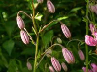 Lilium martagon Helgonavägen 2, Lund, Skåne, Sweden 20190629_0040