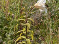 Lilium regale Oljesjöutfyllnaden, Malmö, Skåne, Sweden 20220720_0057