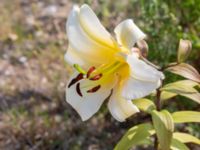 Lilium regale Oljesjöutfyllnaden, Malmö, Skåne, Sweden 20220720_0060