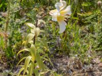 Lilium regale Oljesjöutfyllnaden, Malmö, Skåne, Sweden 20220720_0062