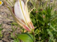 Lilium regale Utfyllnad Oljesjön, Malmö, Skåne, Sweden 20210714_0003