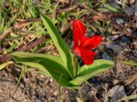 Tulipa geigerii Limhamns kalkbrott, Malmö, Skåne, Sweden 20190330_0042