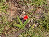 Tulipa geigerii Limhamns kalkbrott, Malmö, Skåne, Sweden 20190330_0044