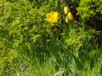 Tulipa gesneriana Öresundsparken, Malmö, Skåne, Sweden 20160424_0053