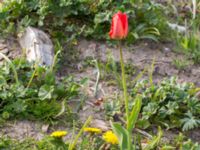 Tulipa gesneriana Husie mosse, Malmö, Skåne, Sweden 20160503_0015