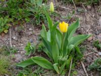 Tulipa gesneriana Paddreservatet, Norra hamnen, Malmö, Skåne, Sweden 20200412_0106