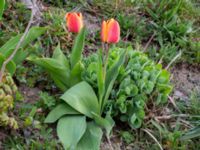 Tulipa gesneriana Paddreservatet, Norra hamnen, Malmö, Skåne, Sweden 20200412_0107