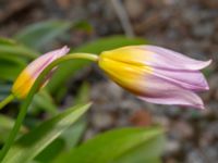 Tulipa saxatilis Holma koloniområde, Svedala, Skåne, Sweden 20240507_0038